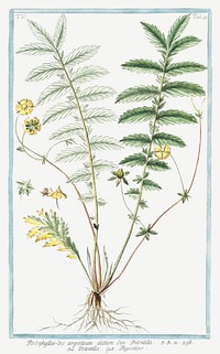 Silver Cinquefoil (ca. 1772 &ndash;1793) by <a href="https://www.rawpixel.com/search/Giorgio%20Bonelli?sort=curated&amp;type=all&amp;page=1">Giorgio Bonelli</a>. Original from the The New York Public Library. Digitally enhanced by rawpixel.