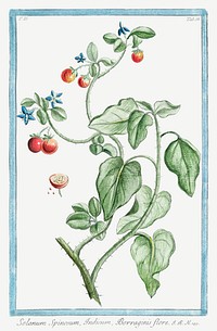 Solanum Spinosum, Indicum, Borraginis flore (ca. 1772 &ndash;1793) by Giorgio Bonelli. Original from the The New York Public Library. Digitally enhanced by rawpixel.