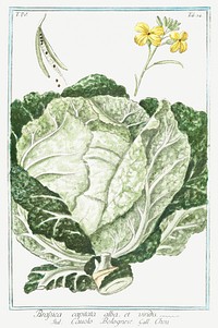 Green Cabbage illustration