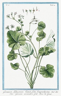 Alexanders, Black Lovage, Black Potherb Horse Parsley (ca. 1772 &ndash;1793) by <a href="https://www.rawpixel.com/search/Giorgio%20Bonelli?sort=curated&amp;type=all&amp;page=1">Giorgio Bonelli</a>. Original from the The New York Public Library. Digitally enhanced by rawpixel.