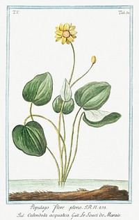 Marsh Marigold (ca. 1772 &ndash;1793) by Giorgio Bonelli. Original from the The New York Public Library. Digitally enhanced by rawpixel.