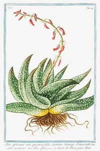 Spineless African Aloe (ca. 1772 &ndash;1793) by <a href="https://www.rawpixel.com/search/Giorgio%20Bonelli?sort=curated&amp;type=all&amp;page=1">Giorgio Bonelli</a>. Original from the The New York Public Library. Digitally enhanced by rawpixel.