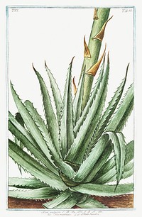Aloe vulgaris Alo&eacute; perfoliato. L&#39;Alo&eacute;s Succotrin (ca. 1772 &ndash;1793) by <a href="https://www.rawpixel.com/search/Giorgio%20Bonelli?sort=curated&amp;type=all&amp;page=1">Giorgio Bonelli</a>. Original from the The New York Public Library. Digitally enhanced by rawpixel.