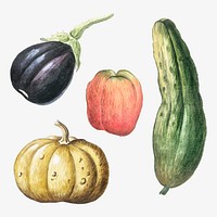 Vegetable set vector