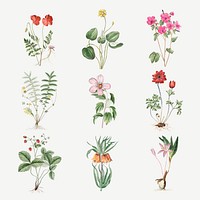 Set of blooming flowers illustration