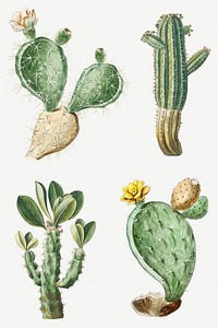 Hand drawn cactus set illustration