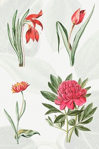 Vintage colorful flowers set illustration