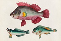 Chinese painting of one pink fish and two green fish (ca.1800&ndash;1899) from the Miriam and Ira D. Wallach Division of Art, Prints and Photographs: Art &amp; Architecture Collection. Original from the New York Public Library. Digitally enhanced by rawpixel.