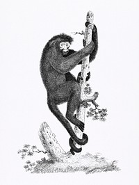 Coaita or Spider Monkey from Zoological lectures delivered at the Royal institution in the years 1806-7 illustrated by <a href="https://www.rawpixel.com/search/George%20Shaw?sort=curated&amp;rating_filter=all&amp;mode=shop&amp;page=1">George Shaw</a> (1751-1813). Original from New York public library. Digitally enhanced by rawpixel.
