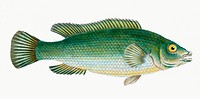 Streaked wrasse from The Natural History of British Fishes (1802) by Edward Donovan. Original from the New York Public Library. Digitally enhanced by rawpixel.