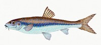 Gudgeon from The Natural History of British Fishes (1802) by Edward Donovan. Original from the New York Public Library. Digitally enhanced by rawpixel.