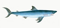 Porbeagle Shark from The Natural History of British Fishes (1802) by Edward Donovan. Original from the New York Public Library. Digitally enhanced by rawpixel.