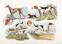 Illustration of hunting dogs from Sporting Sketches (1817-1818) by <a href="https://www.rawpixel.com/search/Henry%20Alken?&amp;page=1">Henry Alken</a> (1784-1851). Original from The New York Public Library. Digitally enhanced by rawpixel.