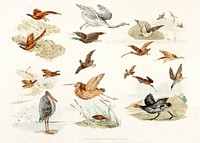 Illustration of game birds from Sporting Sketches (1817-1818) by <a href="https://www.rawpixel.com/search/Henry%20Alken?&amp;page=1">Henry Alken</a> (1784-1851). Original from The New York Public Library. Digitally enhanced by rawpixel.