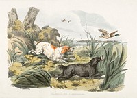 Illustration of hounds on the hunt from Sporting Sketches (1817-1818) by <a href="https://www.rawpixel.com/search/Henry%20Alken?&amp;page=1">Henry Alken</a> (1784-1851). Original from The New York Public Library. Digitally enhanced by rawpixel.