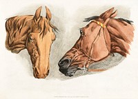 Illustration of two horse heads from Sporting Sketches (1817-1818) by <a href="https://www.rawpixel.com/search/Henry%20Alken?&amp;page=1">Henry Alken</a> (1784-1851). Original from The New York Public Library. Digitally enhanced by rawpixel.