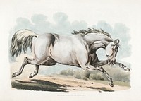 Illustration of a white horse running from Sporting Sketches (1817-1818) by Henry Alken (1784-1851). Original from The New York Public Library. Digitally enhanced by rawpixel.