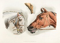 Illustration of heads of white and brown horses from Sporting Sketches (1817-1818) by <a href="https://www.rawpixel.com/search/Henry%20Alken?&amp;page=1">Henry Alken</a> (1784-1851). Original from The New York Public Library. Digitally enhanced by rawpixel.