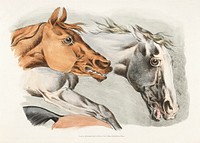 Illustration of parts of white and brown horses from Sporting Sketches (1817-1818) by Henry Alken (1784-1851). Original from The New York Public Library. Digitally enhanced by rawpixel.