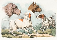 Illustration of two dogs and two dog heads from Sporting Sketches (1817-1818) by <a href="https://www.rawpixel.com/search/Henry%20Alken?&amp;page=1">Henry Alken</a> (1784-1851). Original from The New York Public Library. Digitally enhanced by rawpixel.
