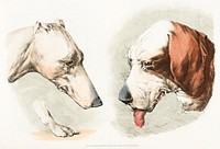 Illustration of two dog&#39;s heads and paw from Sporting Sketches (1817-1818) by <a href="https://www.rawpixel.com/search/Henry%20Alken?&amp;page=1">Henry Alken</a> (1784-1851). Original from The New York Public Library. Digitally enhanced by rawpixel.