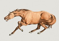 Vintage Illustration of Illustration of light-brown horse.