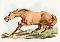 Illustration of light-brown horse from Sporting Sketches (1817-1818) by <a href="https://www.rawpixel.com/search/Henry%20Alken?&amp;page=1">Henry Alken</a> (1784-1851). Original from The New York Public Library. Digitally enhanced by rawpixel.