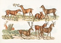 Illustration of hinds; stags or red deer from Sporting Sketches (1817-1818) by <a href="https://www.rawpixel.com/search/Henry%20Alken?&amp;page=1">Henry Alken</a> (1784-1851). Original from The New York Public Library. Digitally enhanced by rawpixel.
