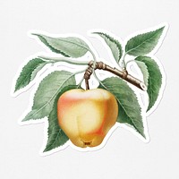 Hand drawn gala apple sticker with a white border