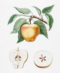 Carla Apple (Melo Carlo) from Pomona Italiana (1817 - 1839) by <a href="https://www.rawpixel.com/search/Giorgio%20Gallesio?&amp;page=1">Giorgio Gallesio</a> (1772-1839). Original from New York public library. Digitally enhanced by rawpixel.