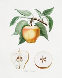 Carla Apple (Melo Carlo) from Pomona Italiana (1817 - 1839) by <a href="https://www.rawpixel.com/search/Giorgio%20Gallesio?&amp;page=1">Giorgio Gallesio</a> (1772-1839). Original from The New York Public Library. Digitally enhanced by rawpixel.