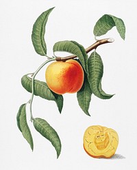 Peach (Prunus persica) from Pomona Italiana (1817 - 1839) by <a href="https://www.rawpixel.com/search/Giorgio%20Gallesio?&amp;page=1">Giorgio Gallesio</a> (1772-1839). Original from New York public library. Digitally enhanced by rawpixel.<br />