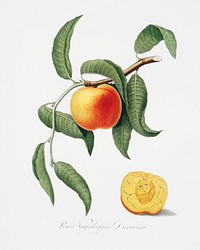 Peach (Prunus persica) from Pomona Italiana (1817 - 1839) by Giorgio Gallesio (1772-1839). Original from The New York Public Library. Digitally enhanced by rawpixel.
