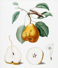 Pear (Pero spino) from Pomona Italiana (1817 - 1839) by <a href="https://www.rawpixel.com/search/Giorgio%20Gallesio?&amp;page=1">Giorgio Gallesio</a> (1772-1839). Original from New York public library. Digitally enhanced by rawpixel.<br />