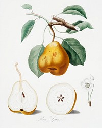 Pear (Pero spino) from Pomona Italiana (1817 - 1839) by Giorgio Gallesio (1772-1839). Original from The New York Public Library. Digitally enhanced by rawpixel.