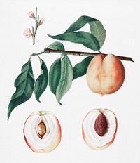 Peach (Persica Magdalena) from Pomona Italiana (1817 - 1839) by <a href="https://www.rawpixel.com/search/Giorgio%20Gallesio?&amp;page=1">Giorgio Gallesio</a> (1772-1839). Original from New York public library. Digitally enhanced by rawpixel.<br />
