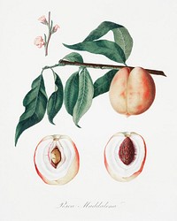 Peach (Persica Magdalena) from Pomona Italiana (1817 - 1839) by <a href="https://www.rawpixel.com/search/Giorgio%20Gallesio?&amp;page=1">Giorgio Gallesio</a> (1772-1839). Original from The New York Public Library. Digitally enhanced by rawpixel.