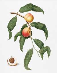 Peach (Persica Alberges) from Pomona Italiana (1817 - 1839) by <a href="https://www.rawpixel.com/search/Giorgio%20Gallesio?&amp;page=1">Giorgio Gallesio </a>(1772-1839). Original from New York public library. Digitally enhanced by rawpixel.<br />