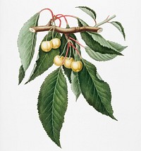 Cherry (Cerasus Duracina) from Pomona Italiana (1817 - 1839) by <a href="https://www.rawpixel.com/search/Giorgio%20Gallesio?&amp;page=1">Giorgio Gallesio</a> (1772-1839). Original from New York public library. Digitally enhanced by rawpixel.