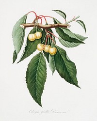 Cherry (Cerasus Duracina) from Pomona Italiana (1817 - 1839) by <a href="https://www.rawpixel.com/search/Giorgio%20Gallesio?&amp;page=1">Giorgio Gallesio</a> (1772-1839). Original from The New York Public Library. Digitally enhanced by rawpixel.