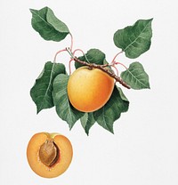 German Apricot from Pomona Italiana (1817 - 1839) by <a href="https://www.rawpixel.com/search/Giorgio%20Gallesio?&amp;page=1">Giorgio Gallesio</a> (1772-1839). Original from New York public library. Digitally enhanced by rawpixel.<br />