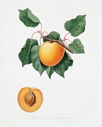German Apricot from Pomona Italiana (1817 - 1839) by <a href="https://www.rawpixel.com/search/Giorgio%20Gallesio?&amp;page=1">Giorgio Gallesio</a> (1772-1839). Original from The New York Public Library. Digitally enhanced by rawpixel.