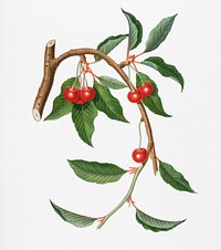 Cherry (Ciliegio visciolino) from Pomona Italiana (1817 - 1839) by <a href="https://www.rawpixel.com/search/Giorgio%20Gallesio?&amp;page=1">Giorgio Gallesio </a>(1772-1839). Original from New York public library. Digitally enhanced by rawpixel.
