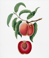 Carrot Peach (Persica carota) from Pomona Italiana (1817 - 1839) by <a href="https://www.rawpixel.com/search/Giorgio%20Gallesio?&amp;page=1">Giorgio Gallesio</a> (1772-1839). Original from New York public library. Digitally enhanced by rawpixel.<br />