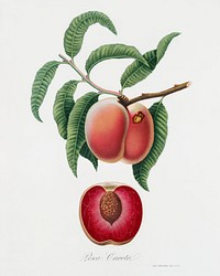 Carrot Peach (Persica carota) from Pomona Italiana (1817 - 1839) by Giorgio Gallesio (1772-1839). Original from The New York Public Library. Digitally enhanced by rawpixel.