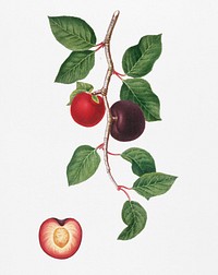 Apricot (Armeniaca prunata) from Pomona Italiana (1817 - 1839) by <a href="https://www.rawpixel.com/search/Giorgio%20Gallesio?&amp;page=1">Giorgio Gallesio</a> (1772-1839). Original from New York public library. Digitally enhanced by rawpixel.