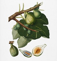 Fig (Ficus Carica sativa) from Pomona Italiana (1817 - 1839) by <a href="https://www.rawpixel.com/search/Giorgio%20Gallesio?&amp;page=1">Giorgio Gallesio</a> (1772-1839). Original from New York public library. Digitally enhanced by rawpixel.