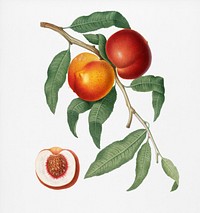 Walnut (Persica violacea) from Pomona Italiana (1817 - 1839) by <a href="https://www.rawpixel.com/search/Giorgio%20Gallesio?&amp;page=1">Giorgio Gallesio</a> (1772-1839). Original from New York public library. Digitally enhanced by rawpixel.
