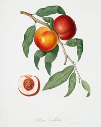 Walnut (Persica violacea) from Pomona Italiana (1817 - 1839) by <a href="https://www.rawpixel.com/search/Giorgio%20Gallesio?&amp;page=1">Giorgio Gallesio</a> (1772-1839). Original from The New York Public Library. Digitally enhanced by rawpixel.