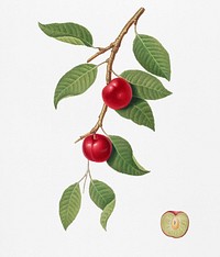 Cherry Plum (Myrobalan plum) from Pomona Italiana (1817 - 1839) by <a href="https://www.rawpixel.com/search/Giorgio%20Gallesio?&amp;page=1">Giorgio Gallesio </a>(1772-1839). Original from New York public library. Digitally enhanced by rawpixel.<br />